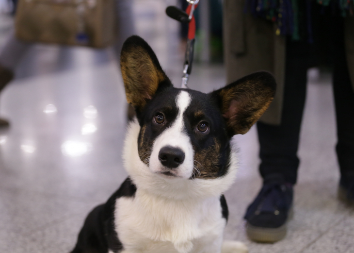 Hľadáme najmilšie zvieratko Trnavy! v nákupnom centre OC MAX Trnava - fotografia č. 1